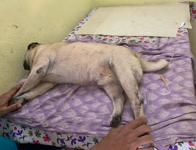 Curious kitten being cared for