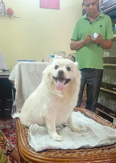 Caring veterinarian holding a happy dog during a health check